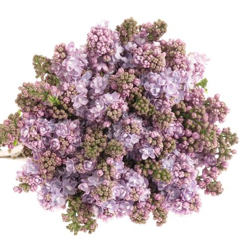 Flieder milka Foch 2-3 Kopf 70cm
