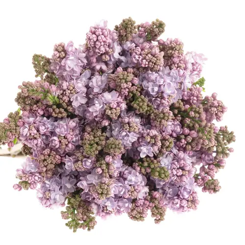 Flieder milka Foch 2-3 Kopf 70cm