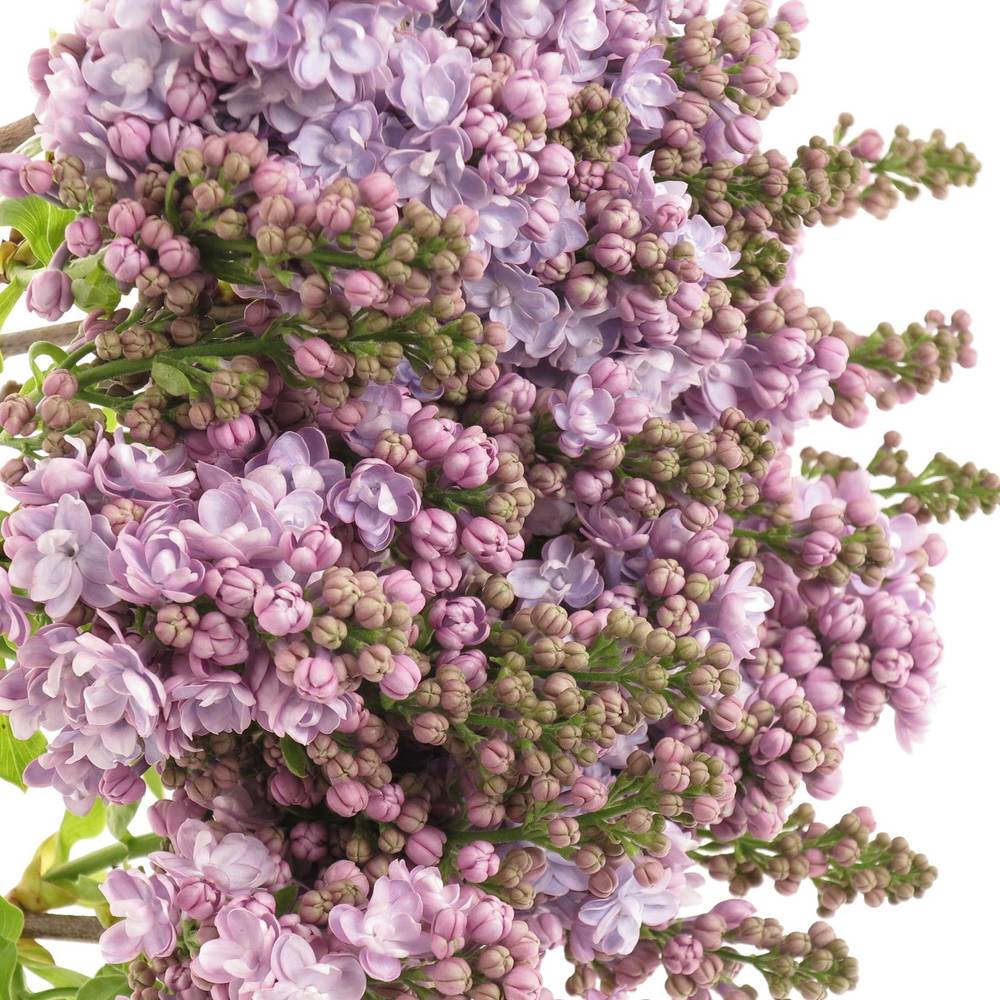 Flieder milka Foch 2-3 Kopf 70cm