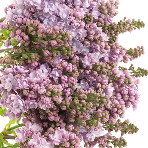 Flieder milka Foch 2-3 Kopf 70cm