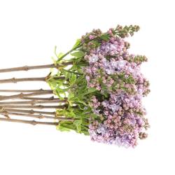 Flieder milka Foch 2-3 Kopf 70cm