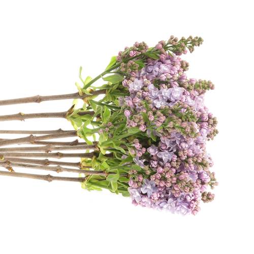 Flieder milka Foch 2-3 Kopf 70cm