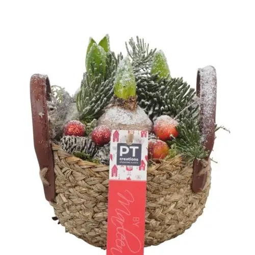 Hyac.Arr PTHCH6702 weisse Bl. Weihnachten T15 H018