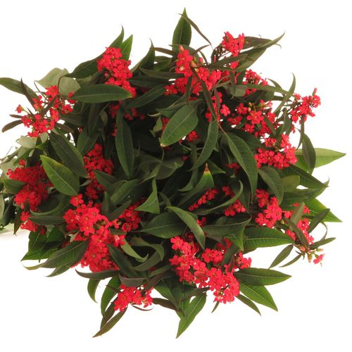 Euphorbia cerise Tros Kamm Blüte 15cm 80cm