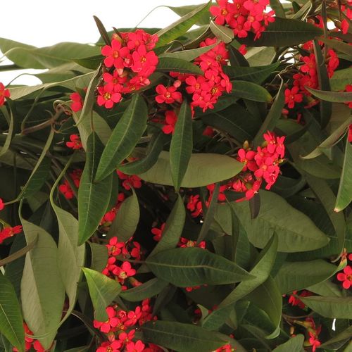 Euphorbia cerise Tros Kamm Blüte 15cm 80cm