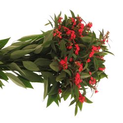 Euphorbia cerise Tros Kamm Blüte 15cm 80cm