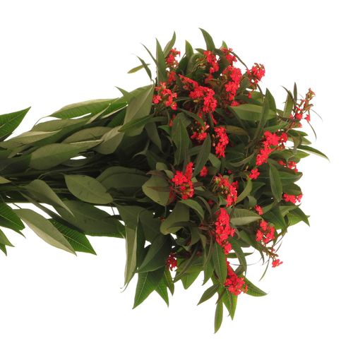Euphorbia cerise Tros Kamm Blüte 15cm 80cm