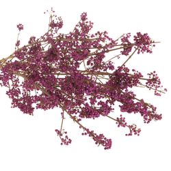 Callicarpa lila Giraldi 80cm