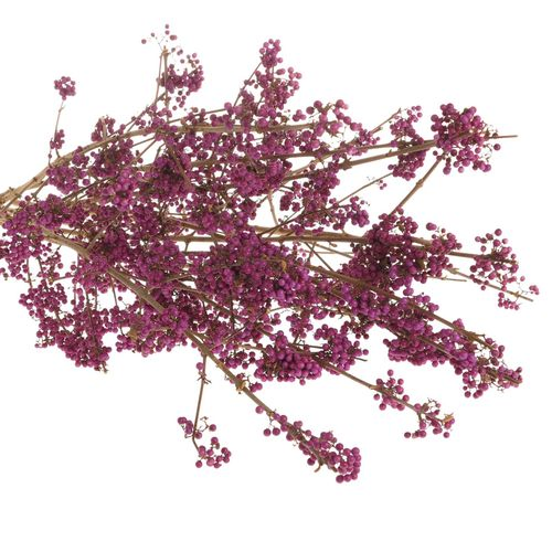 Callicarpa lila Giraldi 80cm