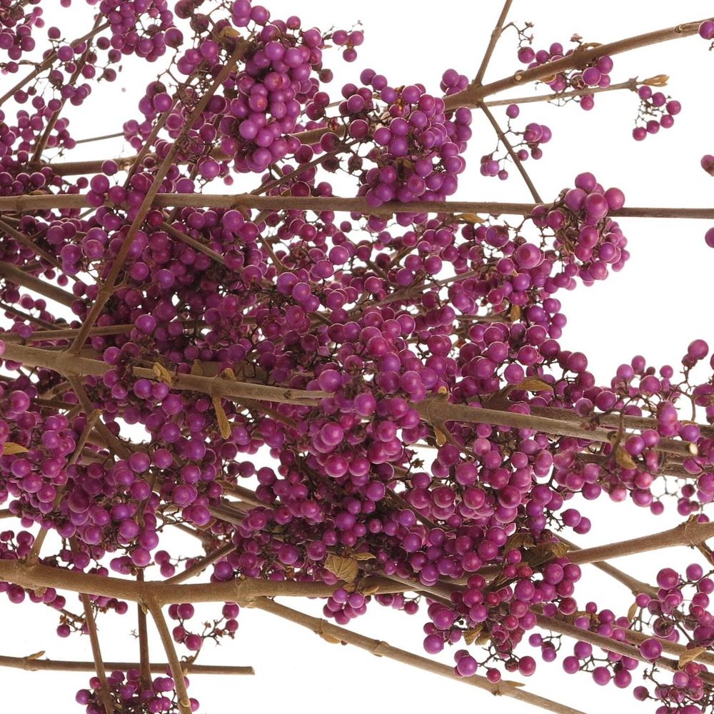 Callicarpa lila Giraldi 80cm
