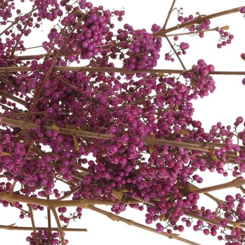 Callicarpa lila Giraldi 80cm
