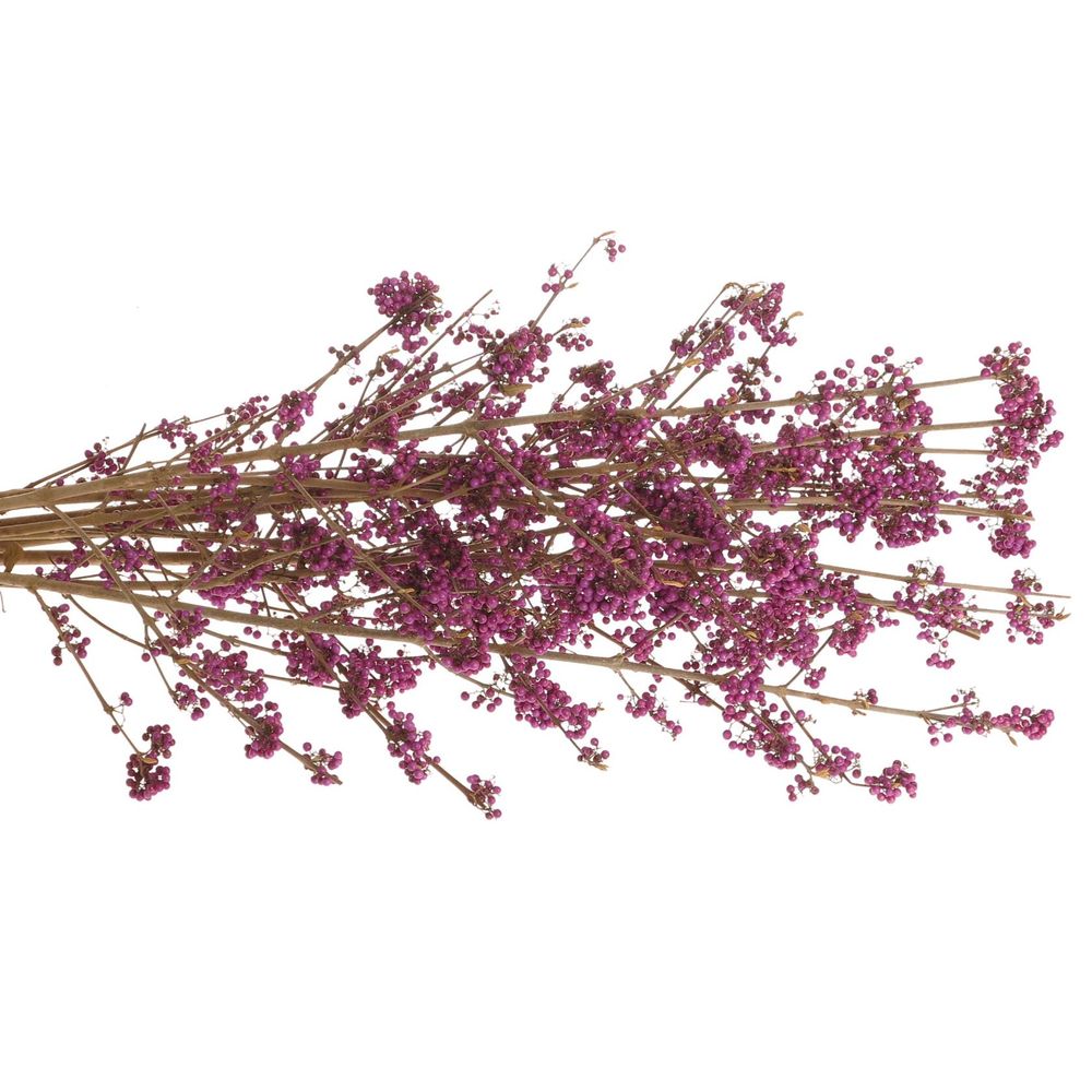 Callicarpa lila Giraldi 80cm