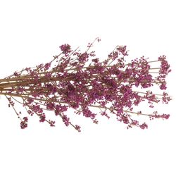 Callicarpa lila Giraldi 80cm