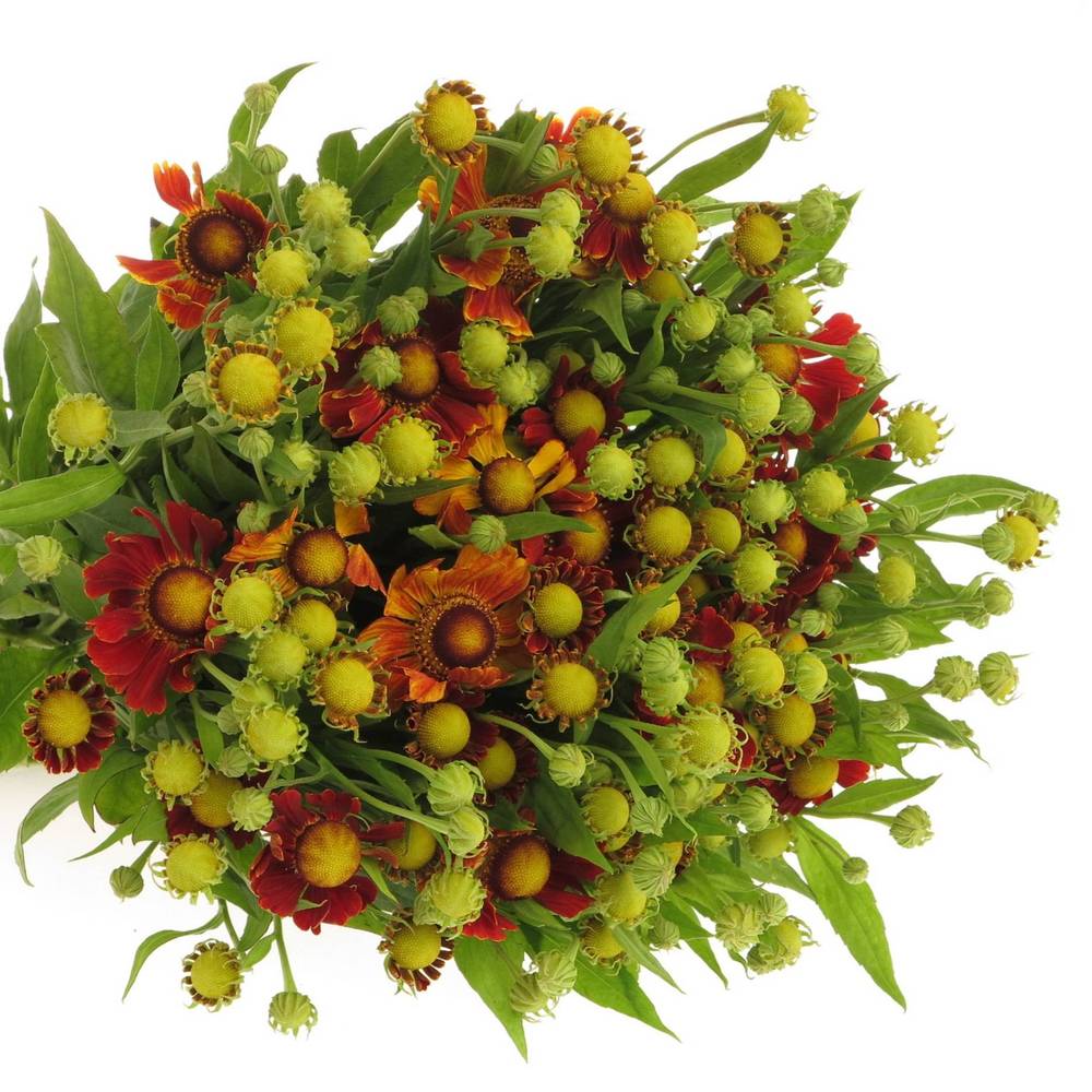 Helenium rot Red King 60cm