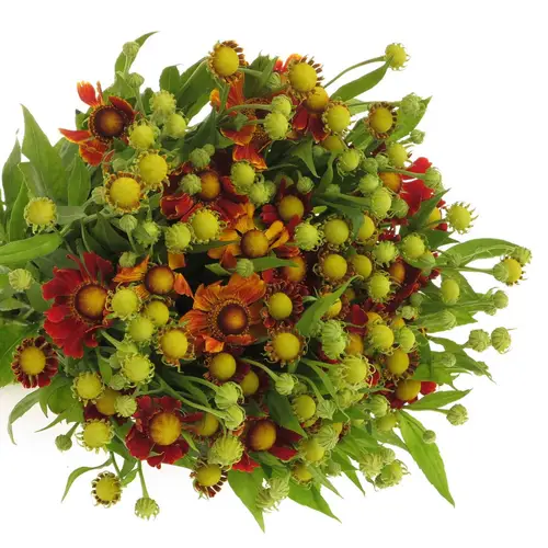 Helenium rot Red King 60cm