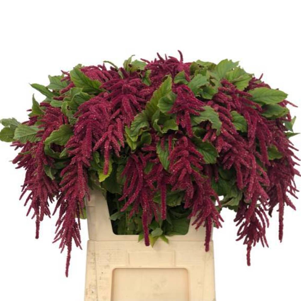 Amaranthus hang rot verzweigt 75cm