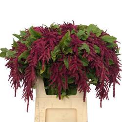 Amaranthus hang rot verzweigt 75cm