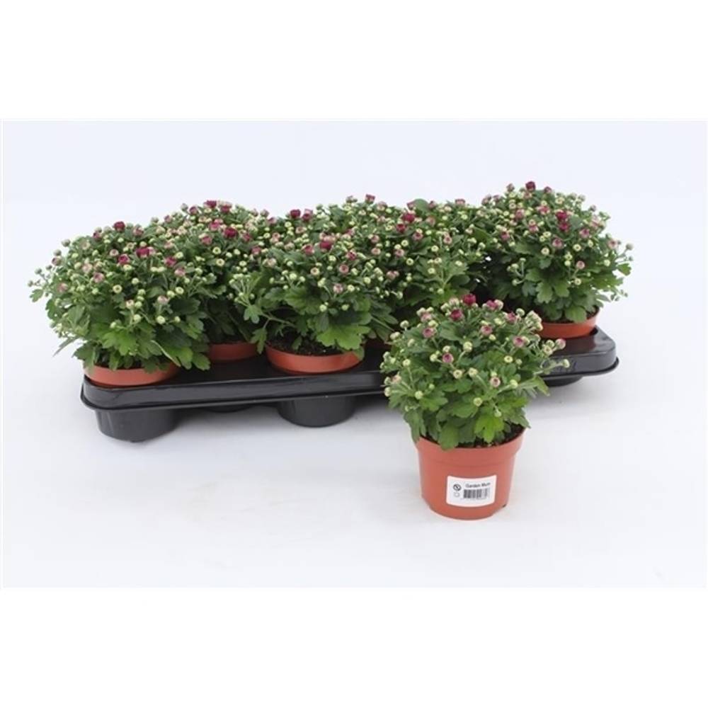 Chrys.Gardenmums lila T10,5 H017