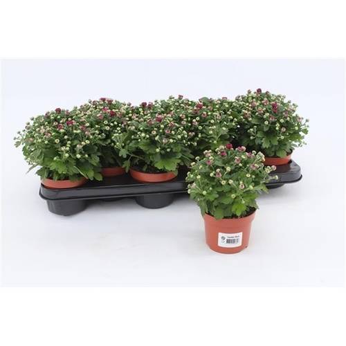 Chrys.Gardenmums lila T10,5 H017