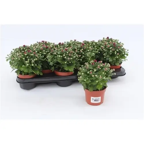 Chrys.Gardenmums lila T10,5 H017