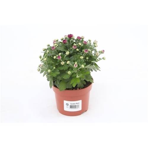 Chrys.Gardenmums lila T10,5 H017