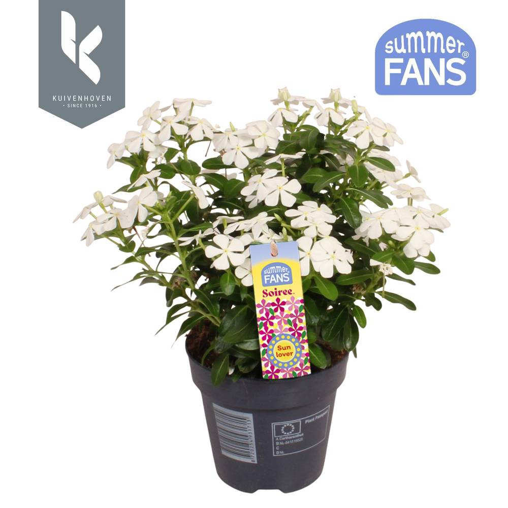 Catharanthus weiss Soiree T10,5 H022