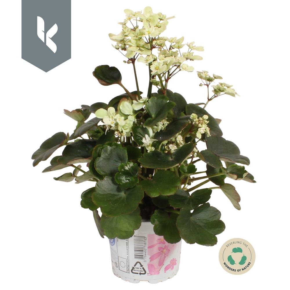 Saxifraga hell gelb Dancing Pixies Tracy T12 H025
