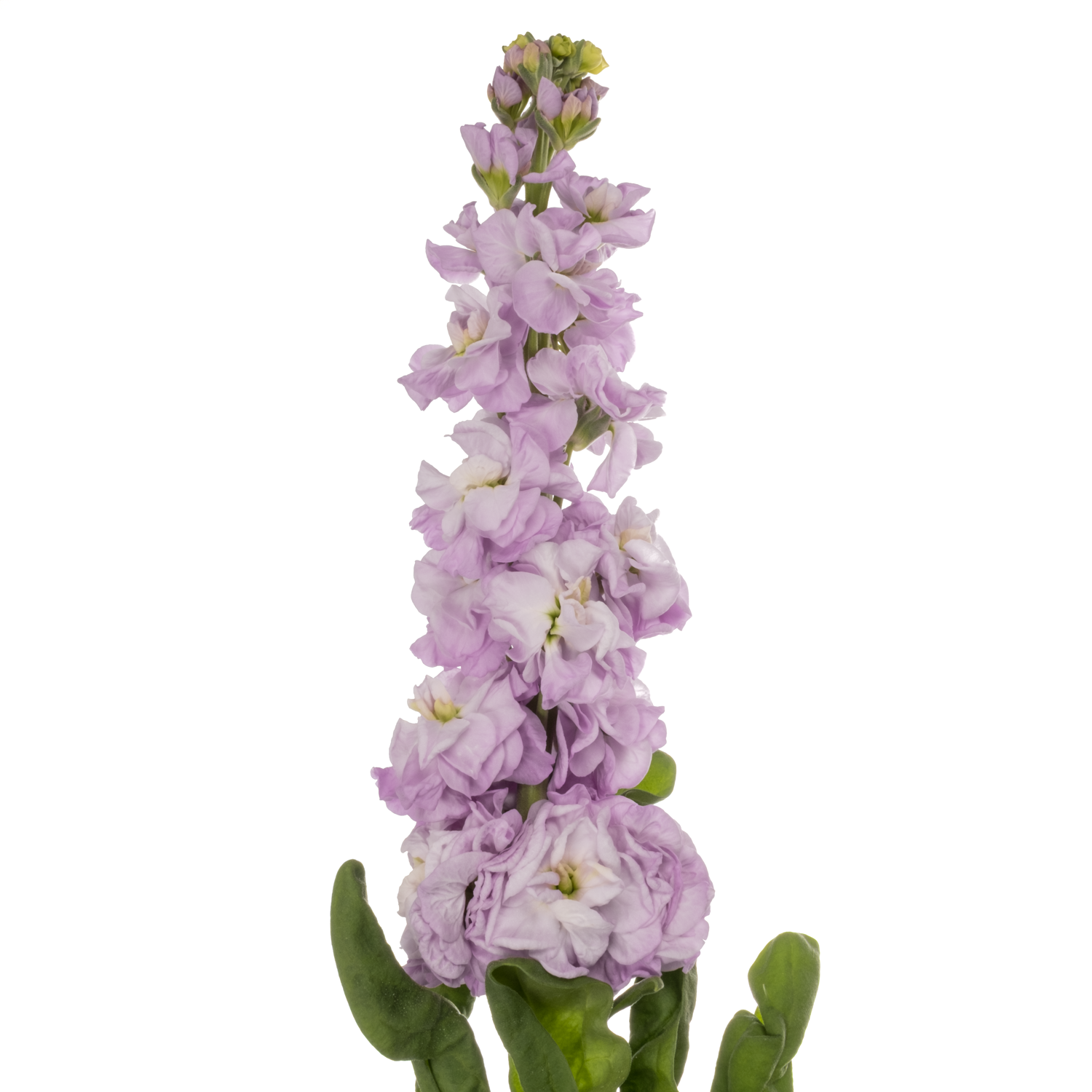 Levkoje lila Iron Marine Extra 80cm