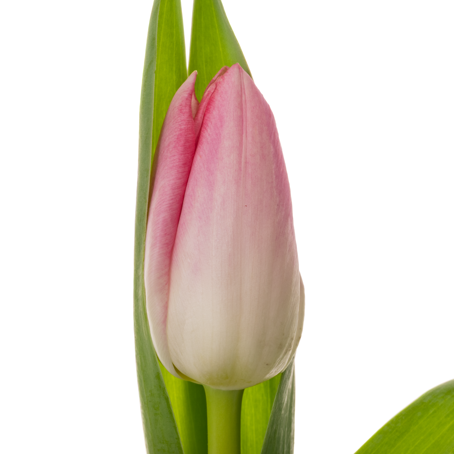 Tulpe rosa Dynasty 36 Gramm