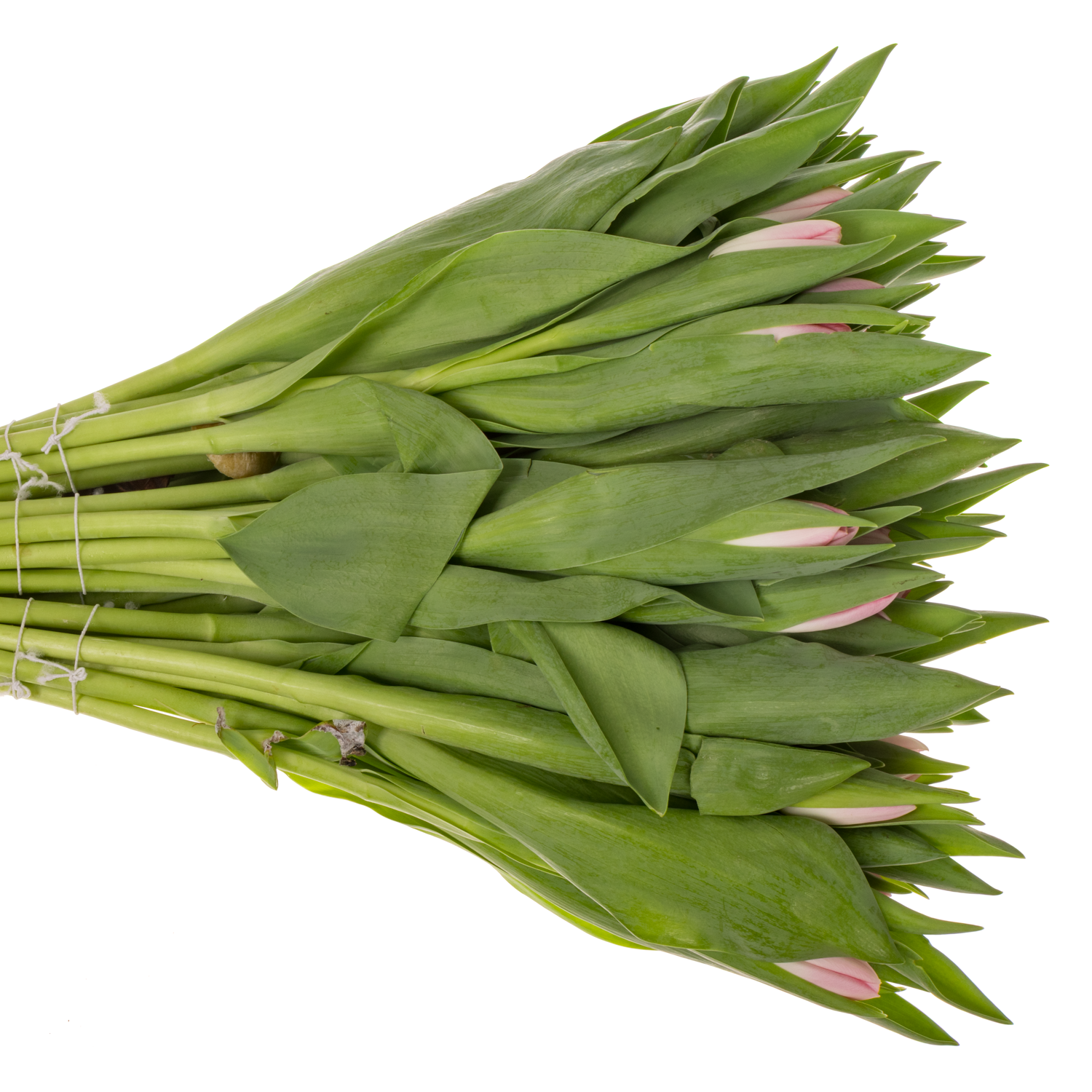 Tulpe rosa Dynasty 36 Gramm