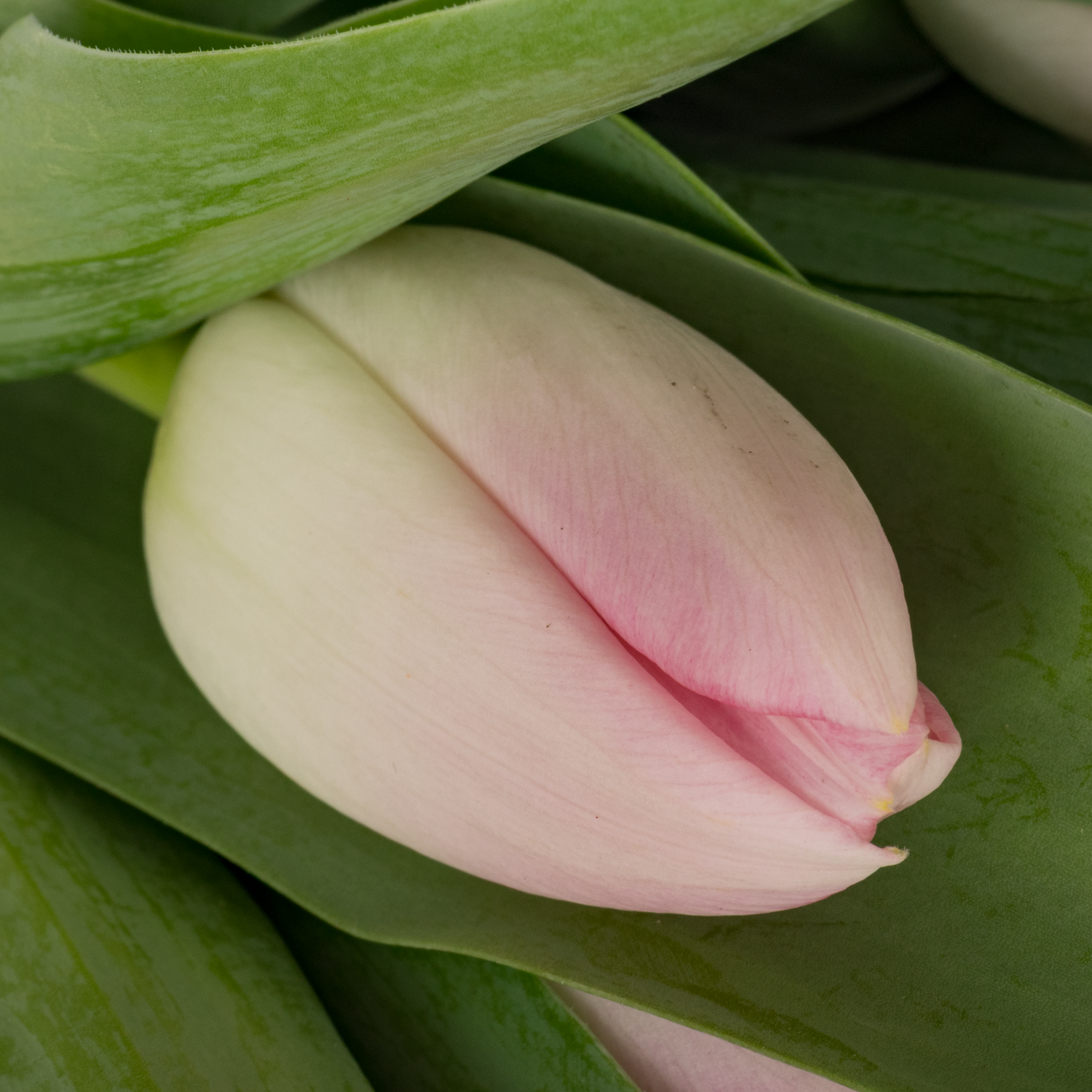 Tulpe rosa Dynasty 36 Gramm