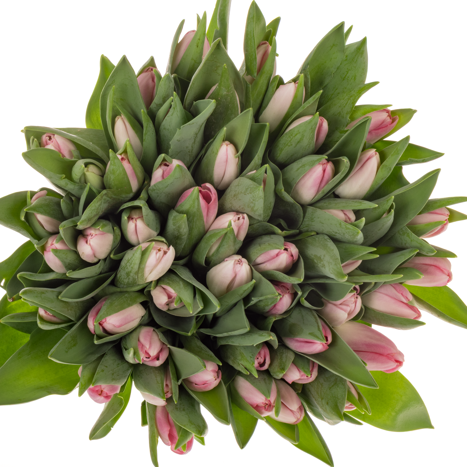 Tulpe rosa Dynasty 36 Gramm