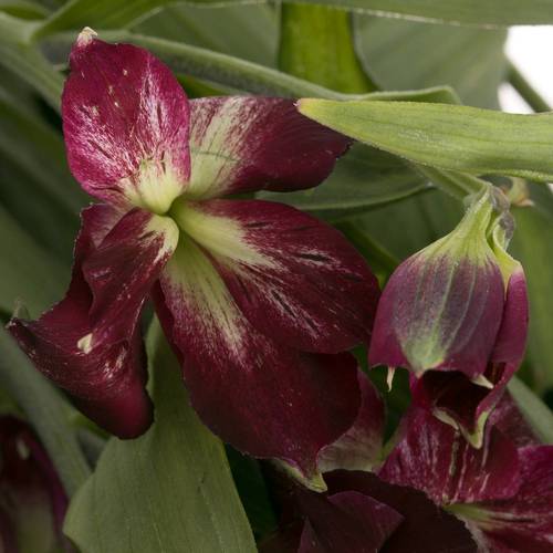 Alstroemerie purple Charmelia 20+Blüte 70cm