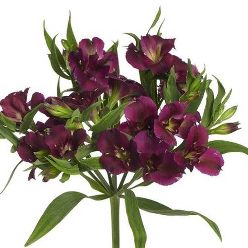 Alstroemerie purple Charmelia 20+Blüte 70cm