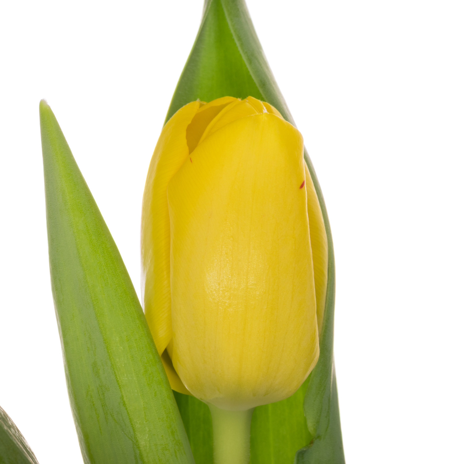 Tulpe gelb Novi Sun spruit 36 Gramm