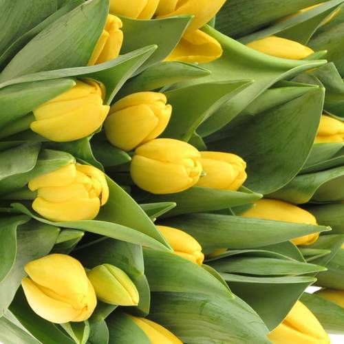 Tulpe gelb Novi Sun 36 Gramm
