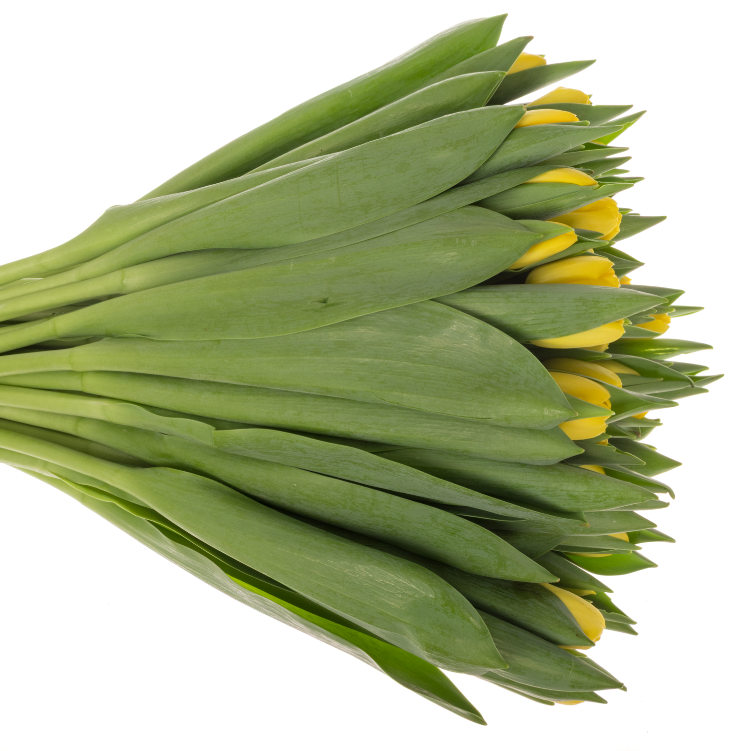 Tulpe gelb Novi Sun spruit 36 Gramm