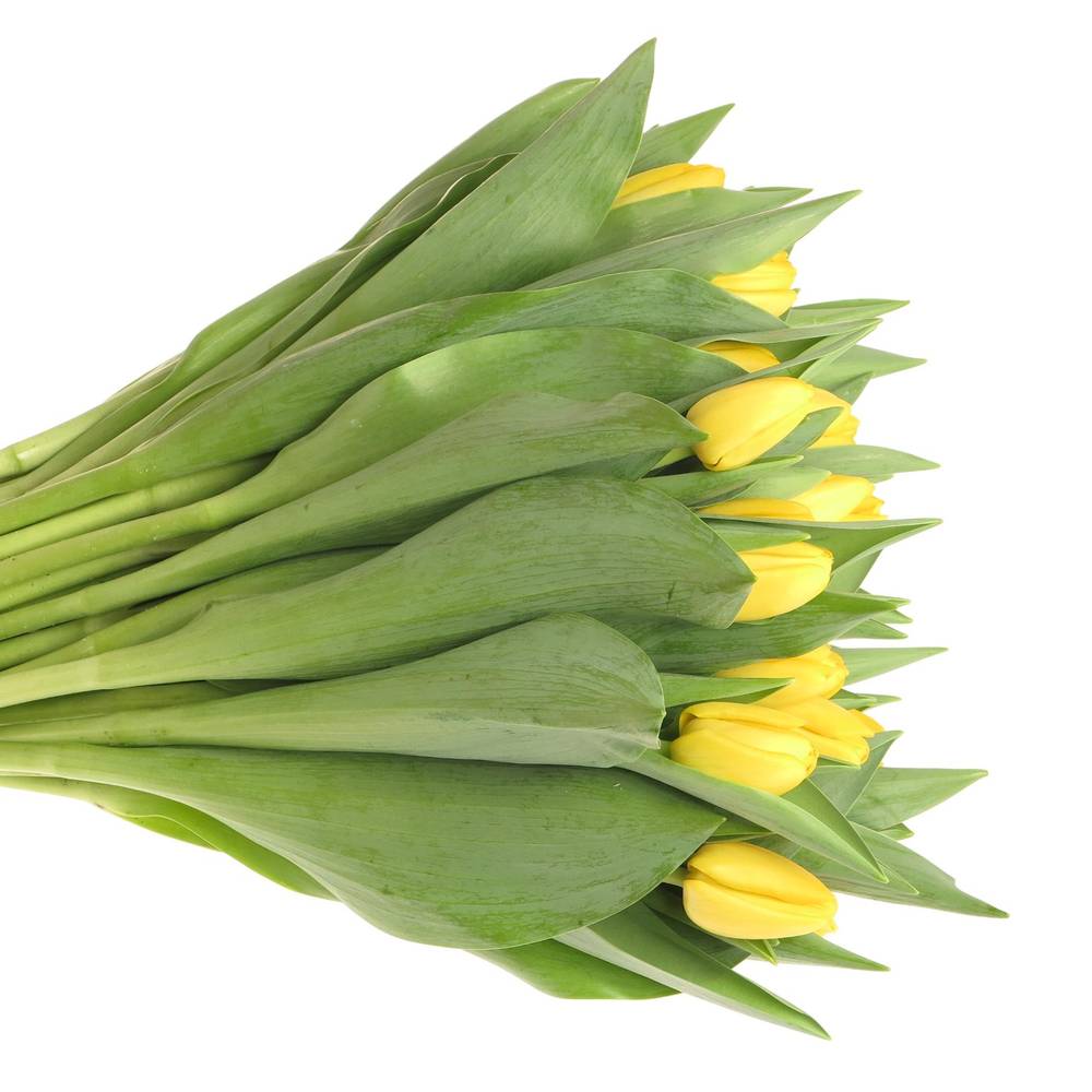 Tulpe gelb Novi Sun 36 Gramm