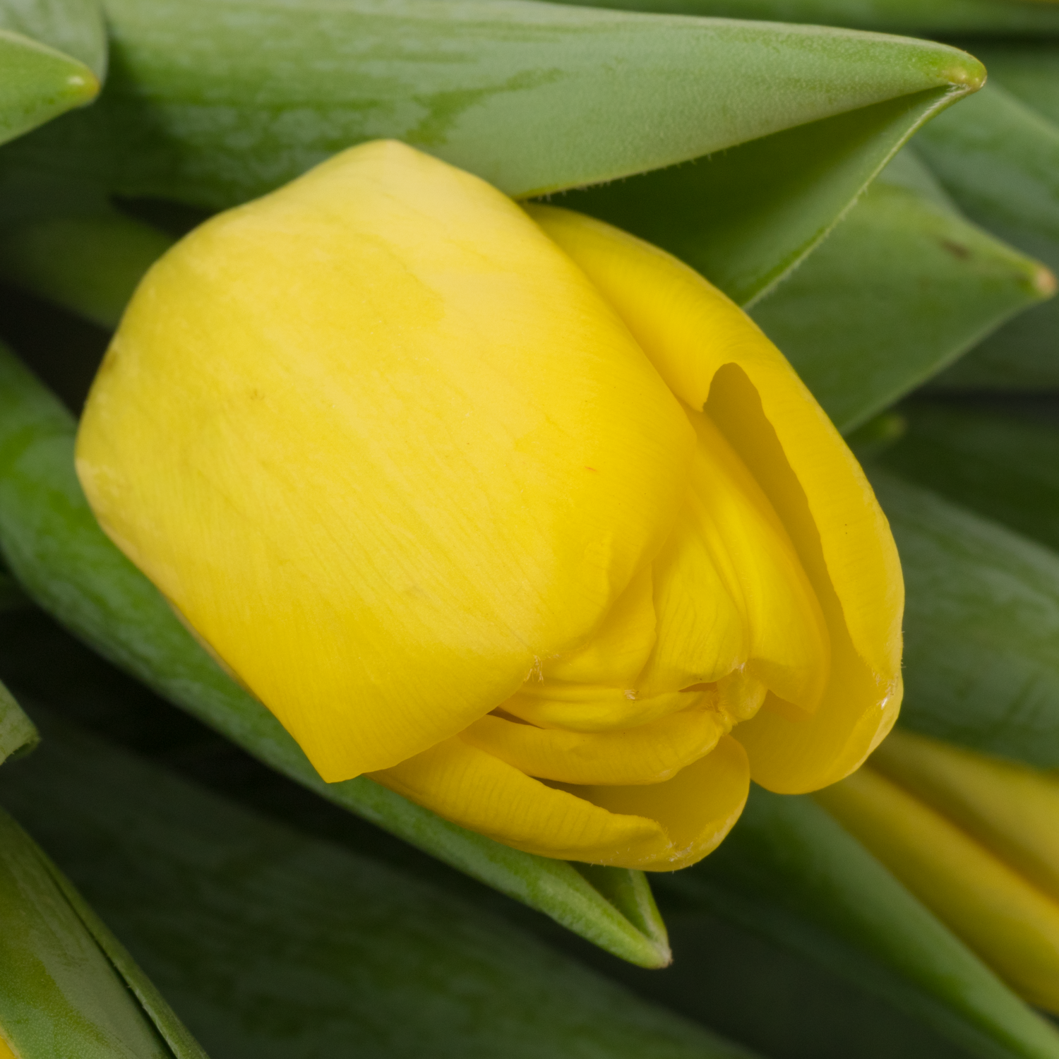 Tulpe gelb Novi Sun spruit 36 Gramm