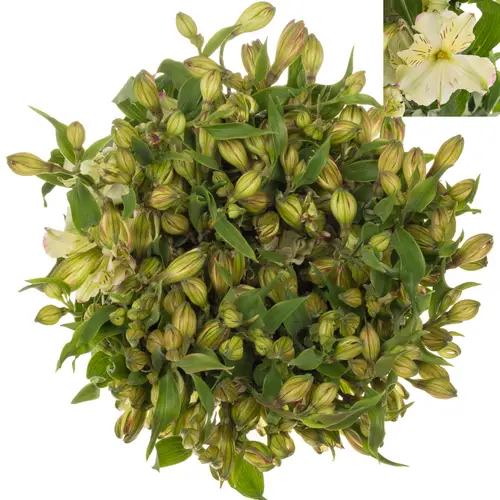 Alstroemerie creme/weiss Lolea 18+Blüte 75cm