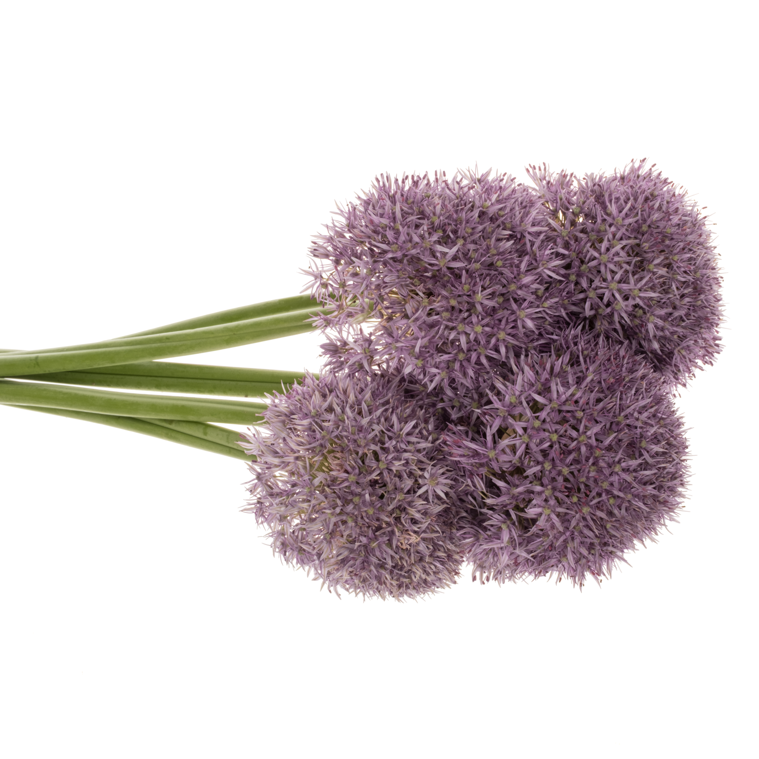 Allium dunkel lila gross Schilder 60cm