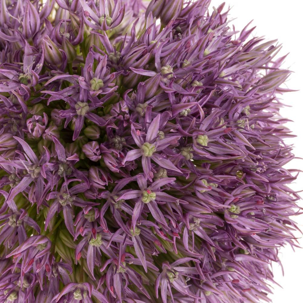 Allium dunkel lila gross Schilder 60cm