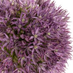 Allium dunkel lila gross Schilder 60cm