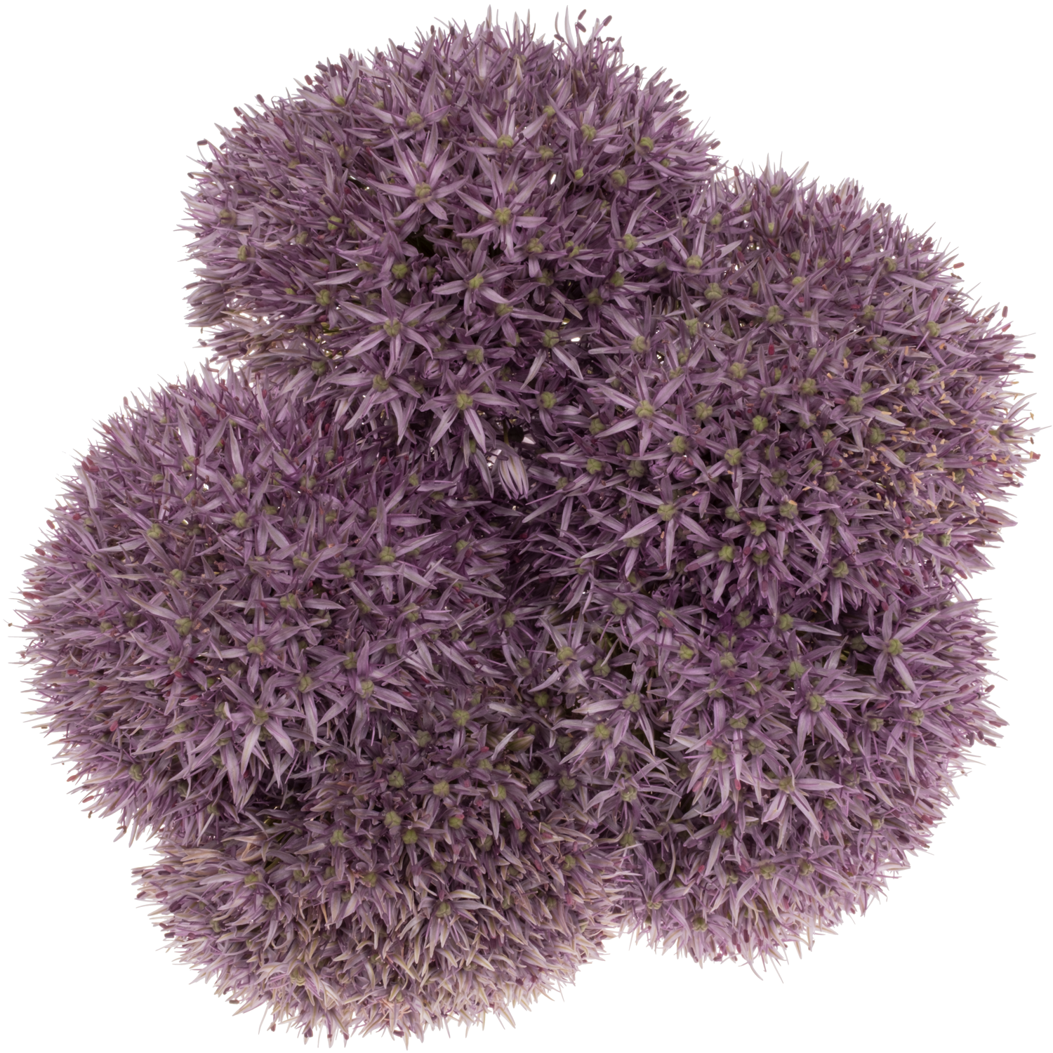 Allium dunkel lila gross Schilder 60cm