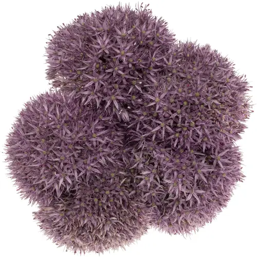 Allium dunkel lila gross Schilder 60cm