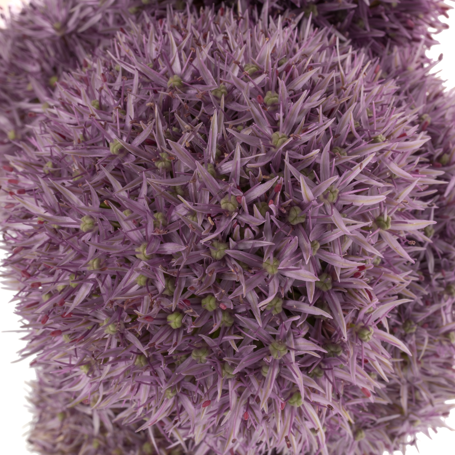 Allium dunkel lila gross Schilder 60cm
