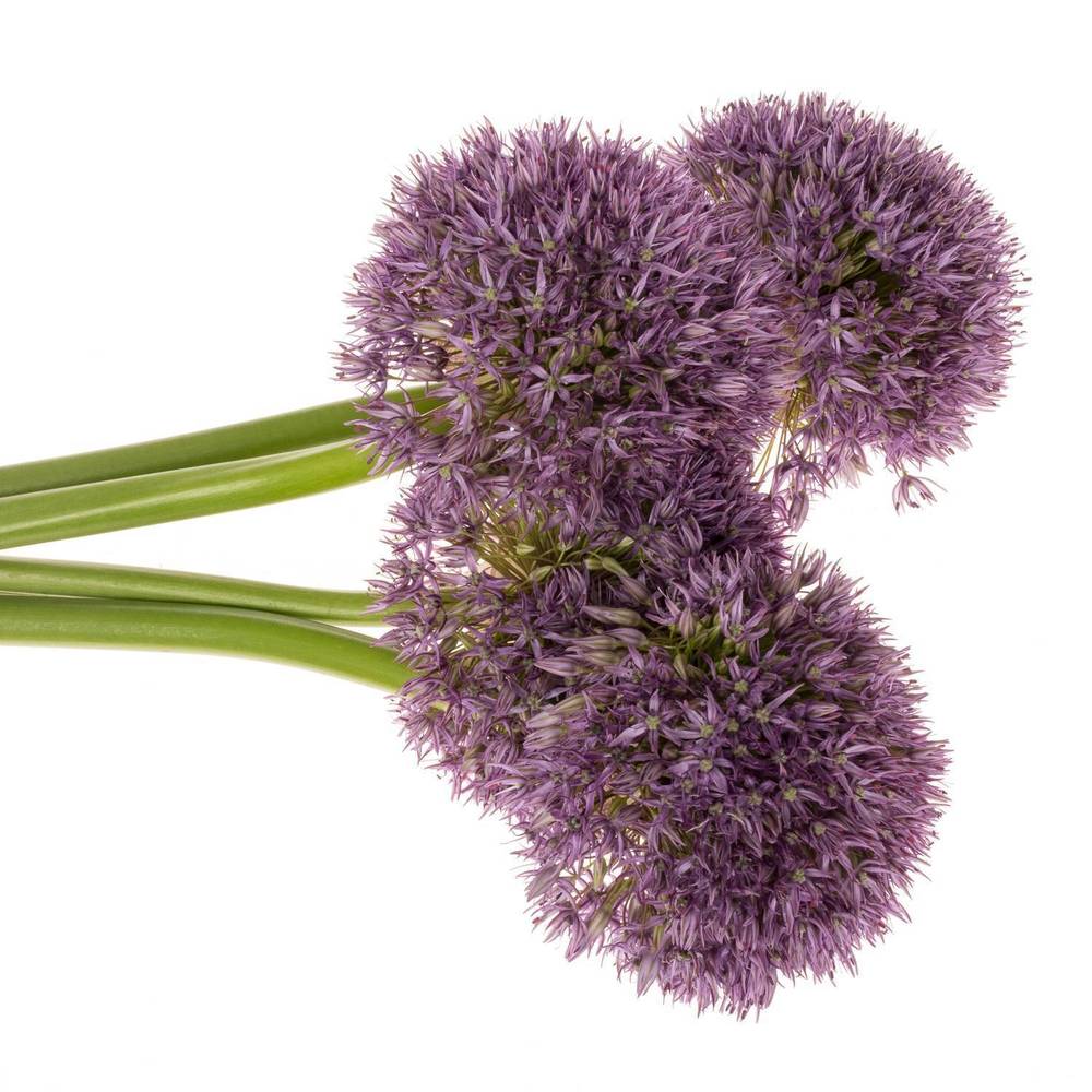 Allium dunkel lila gross Schilder 60cm