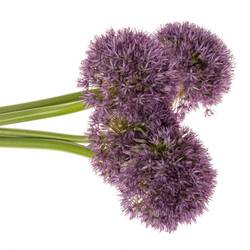 Allium dunkel lila gross Schilder 60cm