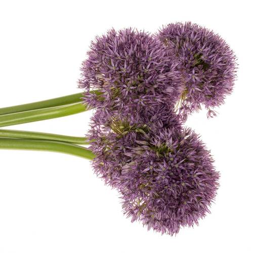 Allium dunkel lila gross Schilder 60cm