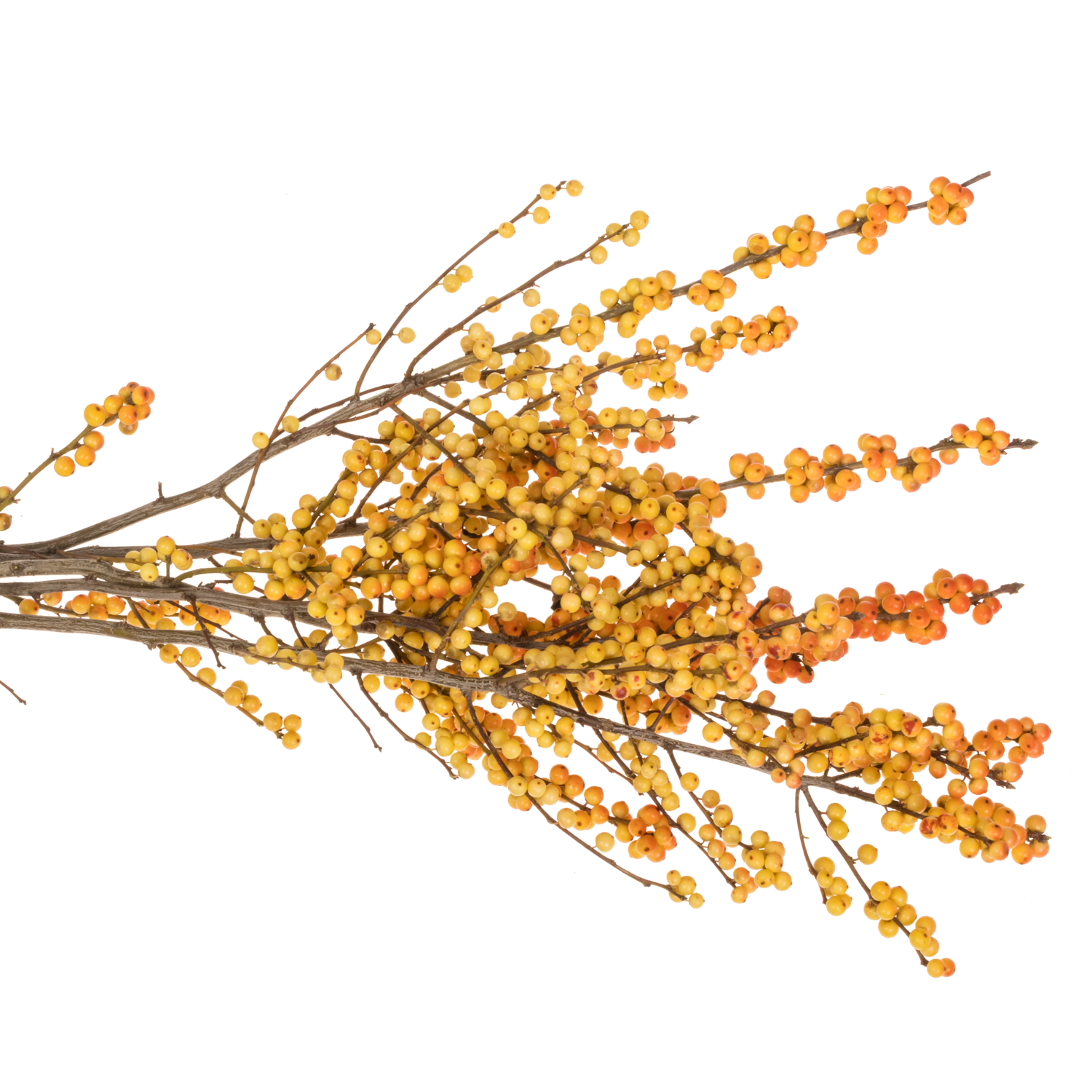 Ilex orange victoria 60cm